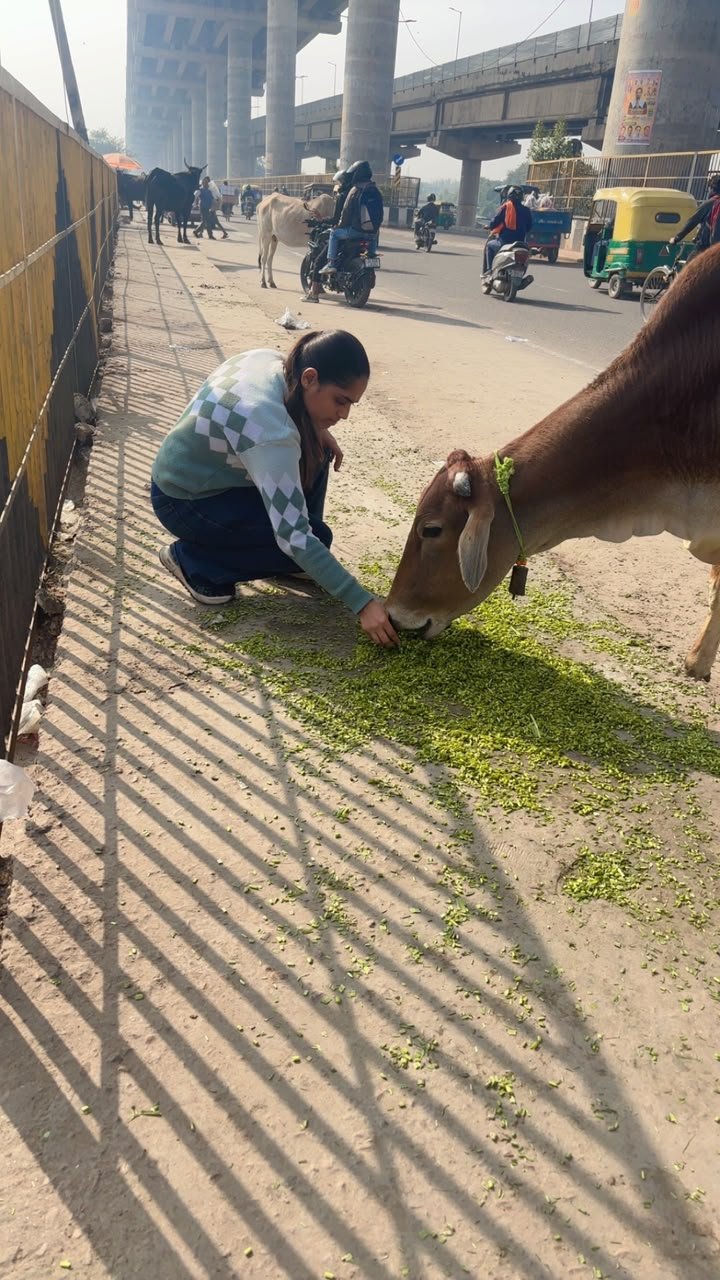 Real roadside Gau Seva with Indian cow